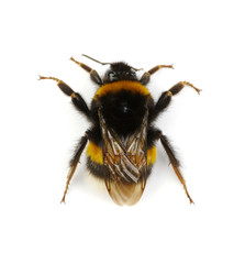 bumblebee isolated on the white