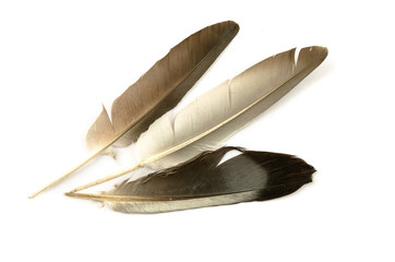 Beautiful feather floating in the air on a white background.