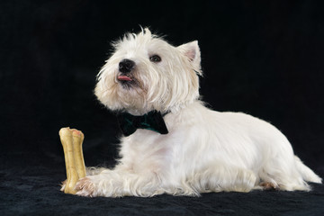 West Highland White Terrier with a chewing bone, black background and copy space