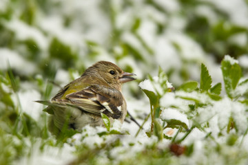 Chaffinch, Fringilla coelebs
