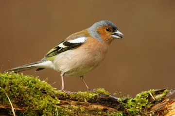 Chaffinch, Fringilla coelebs