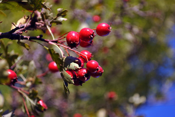 Crataegus (hawthorn, quickthorn, thornapple, May tree, whitethorn, hawberry) red ripe berries on branch with green leaves close up detail, bright blue sky background