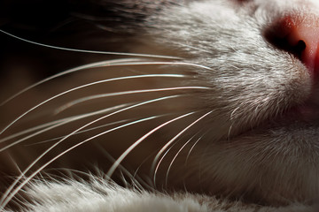 Close up cat's mouth, nose, chin and whiskers. Macro shoot.