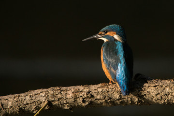 Common Kingfisher, Alcedo atthis