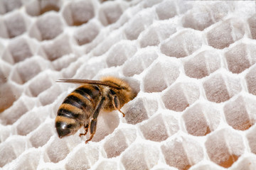 Honigbiene auf Wabe mit Honig