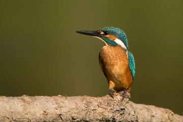 Common Kingfisher, Alcedo atthis