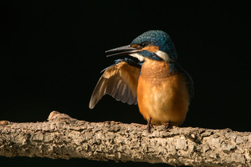 Common Kingfisher, Alcedo atthis