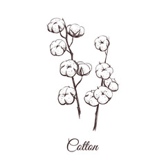 Sprigs of cotton sketch