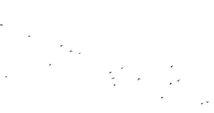 A flock of black birds on a white background flies from left . Ravens in pack