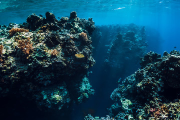 Underwater rocks with corals in blue ocean. Menjangan island, Bali