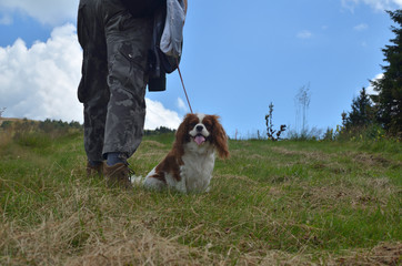 Adorable dog - Cavalier King Charles Spaniel - in a walk with her best friend dressed in casual...