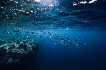 Naklejka na ściany i meble Underwater wildlife with school tuna fish in ocean at coral reef