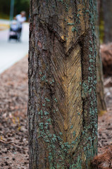 Fototapeta premium A feather-like symbol carved in the mossy bark of an aged pine tree standing along a park alley against the blurred background of fallen pine cones and a woman walking with a child in a baby carriage.