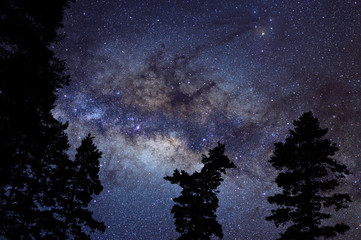 Night sky and Milky Way above treetops.