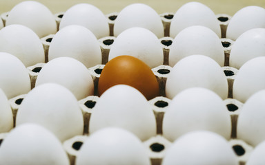 A pack of white eggs, one of which is brown