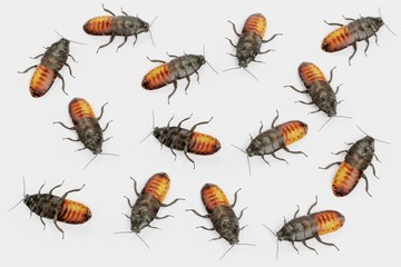 Realistic 3D Render of Hissing Cockroaches