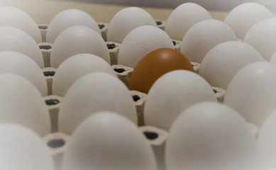 A pack of white eggs, one of which is brown