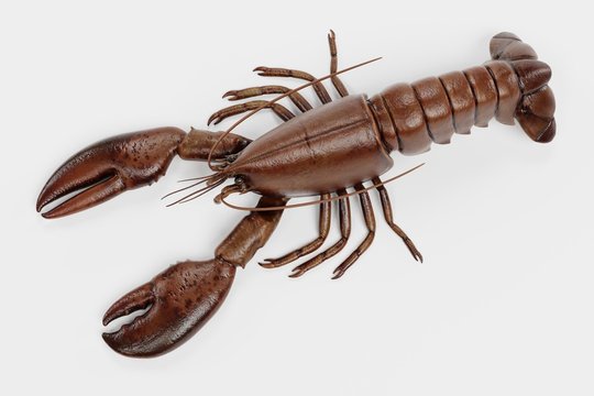 Realistic 3D Render of Lobster