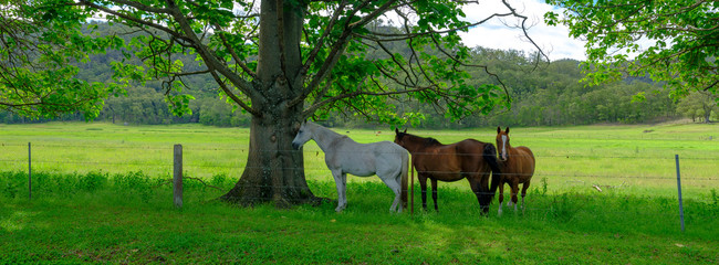 Naklejka na ściany i meble Three horses in the shade in a field on the Great Northern Road between Wiseman's Ferry and Bucketty, Yengo National Park, NSW, Australia