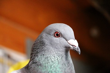close up from a head of a dove in the sunshine