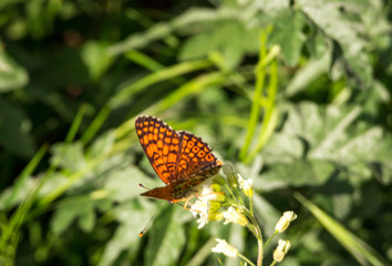 Orange butterfly