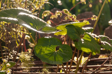 green leaves in the water
