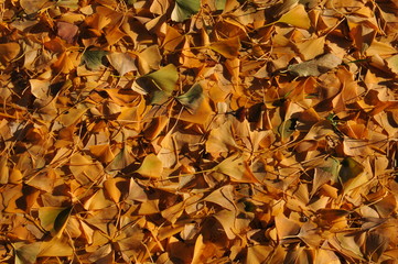 autumn leaves background