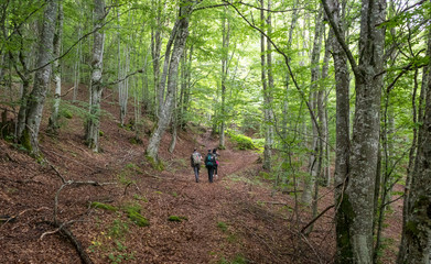 Hiking in the forest