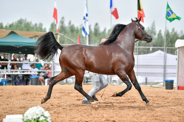 The Arabian Horse 