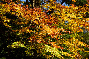 Autumn forest landscape on a sunny day