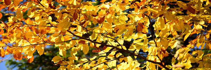 Autumn forest landscape on a sunny day