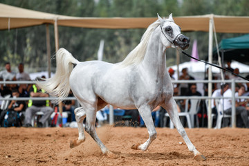 The Arabian Horse 