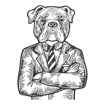 Bulldog head businessman engraving vector illustration. Scratch board style imitation. Black and white hand drawn image.