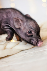 minipig in christmas