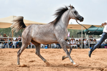 Obraz na płótnie Canvas The Arabian Horse 