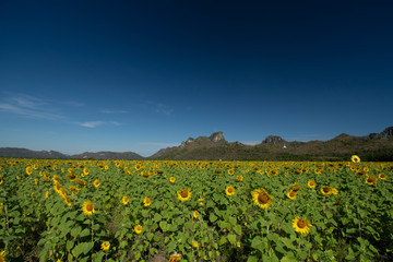 Sunflower Farm at Lopburi Province, Thailand