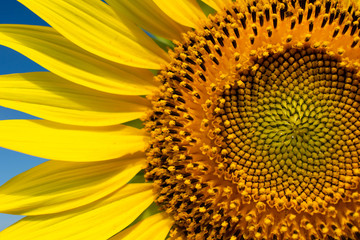 Sunflower Farm at Lopburi Province, Thailand