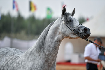 The Arabian Horse 