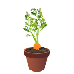 Carrots in a flowerpot.