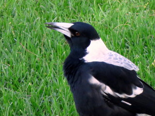 Australian magpie