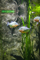 Fototapeta premium Piranha in an aquarium on a green background