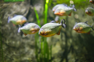 Piranha in an aquarium on a green background