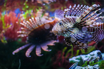 Naklejka na ściany i meble Pterois volitans. Red lionfish Pterois volitans aquarium fish. Beautiful and dangerous Lionfish
