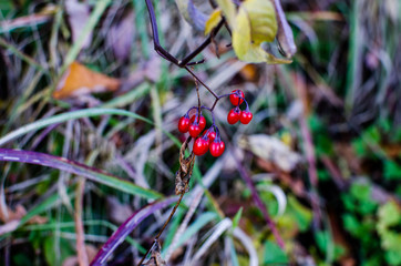 Red beautiful berries in the swamp in nature. Forest red berries