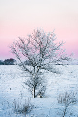 Image of a frozen tree against the setting sun.