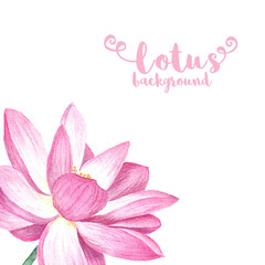 Pink lotus isolated on white