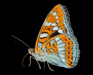 Butterfly (Limenitis sydyi lataefasciata) 1