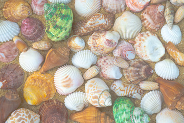 Seashells on sand. sea summer vacation background with space for text. 