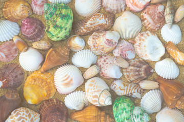 Seashells on sand. sea summer vacation background with space for text. 