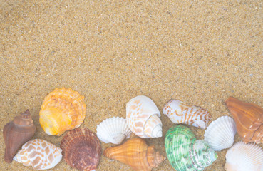 Seashells on sand. sea summer vacation background with space for text. 